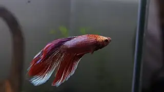 Top Fin Retreat 5 Gallon Betta Tank Setup!