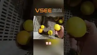 orange sorting machine fruit sorting line