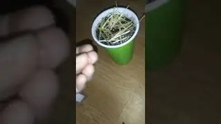 Straight up coffee cup challenge. 11🌹from delicious seeds