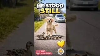 This Dog Didn&rsquo;t Move&hellip; and Everyone Noticed 💛