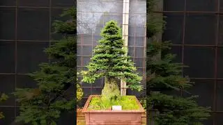 This incredible California Redwood bonsai is 70 years old! #shorts #bonsai #viral #trending