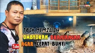 TRIK MEMILIH BRANJANGAN OMBYOKAN AGAR CEPAT BUNYI VERSI OM HATORI BISABEGINI BISABEGITU