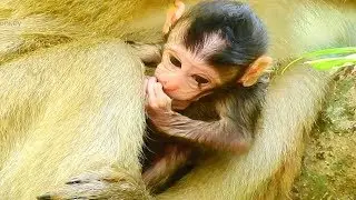 Day2, Newborn baby monkey Belliona, Hybrid baby monkey, So adorable first baby from Bella!