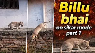 Billu bhai on sikar mode part 1 #billubhai #sikaribilla #hunting #huntingcat #wildlife #reach #viral