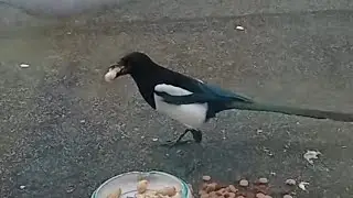feeding eksters un my roof