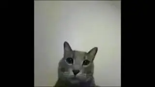 shitpost status