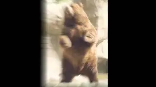 Bear dubstep