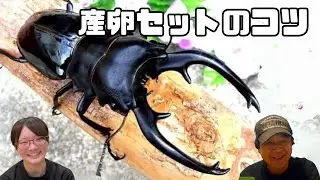 インターメディアツヤクワガタ飼育方法！産卵セットのコツとは？｜【クワカブ広場】名人Shihoのクワカブ相談室！会員は無料で配信中！〈8月16号〉#カブトムシ #クワガタ #昆虫 #夏 #飼育方法