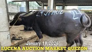 Baka at Kalabaw sa Lucena Auction Market araw ng Linggo!