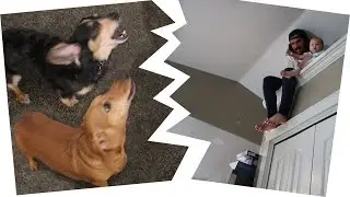 EXTREME HIDE N SEEK WITH DOGS