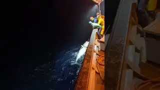 Tuna Landing Gone Wrong&hellip; Then the Great White Comes Back (Night Chaos)