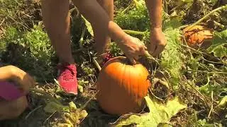 Finding the perfect pumpkin