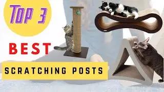 Top 3 New Scratching Posts 2021