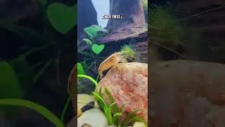 Know THIS Before Breeding Bamboo & Vampire Shrimp!