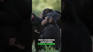 How Chimpanzees Are Helping Us Understand Human Evolution