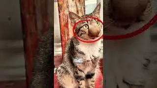 5 удивительных фактов о мордочках кошек 🤯