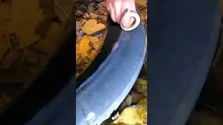 Lamprey challenge anyone?