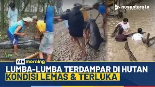 Heboh! Seekor Lumba-lumba 300 Kg Terdampar di Hutan Mangrove Maros | NTV MORNING