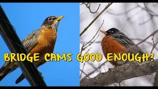 Why I Don't Recommend Bridge Cams For Wildlife
