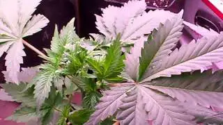 OAD Week 5 Update