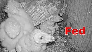 🦉 Smallest Barn Owl Gets a Private Feeding