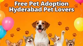 Adopt for Free! Essential Tips Before You Bring a Pet Home #adoption #hyderabadpetlovers 
