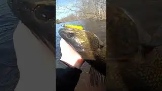 Весенняя рыбалка на судака с берега
