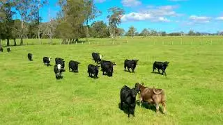 188 Back Creek Road, Kinchela  |  Rural Sales