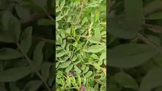 Sharapunkha, Banpunkha, spleen disorder, Tephrosia purpurea, Fabaceae, Dravyaguna