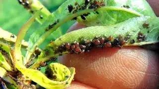 pulgones control químico y ecológico