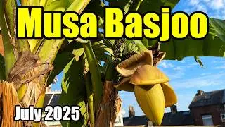 Musa Basjoo Banana Plant Update - Bananas Are Developing Well - July 2025