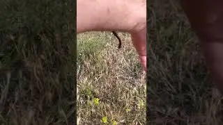 сколопендра, многоножка.