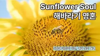 [ Sunflower Soul 해바라기 영혼 ]