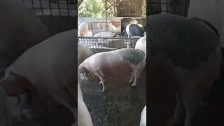 Vawk kan hralh tawh tur te🐷🐷👋🏻🥹