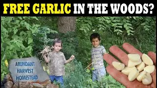 There's WILD GARLIC in the Woods!!!