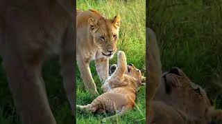 😺🦊🐘🔥| AI Animated Short for Kids | Toto Toon Ai (AI Cartoon) #animation #animalize #newanimal#Ai
