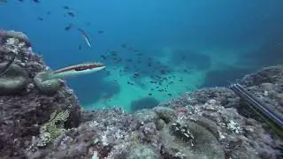 Tir loupé sur un denti et sur une dorade entre 10 et 15 m