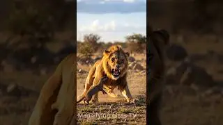 Is this skunk seriously messing with a lion?! 🦨🦁 #wildcomedy #viral #short