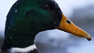 Panasonic gh5 180fps with the Leica 100-400mm f4.0-6.3 -  Real world footage - Triphop duck