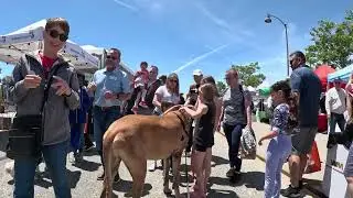 Cash 2.0 Great Dane at the Simi Valley Spring Street Fair 2023 (12 of 12)