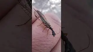 Barna tevenyak&uacute; f&aacute;tyolka / Phaeostigma notata