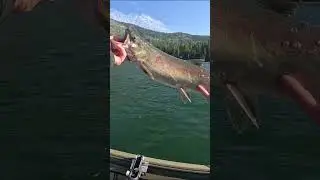 Sockeye Salmon Take Down (Lake Wenatchee)