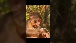 #манки #bibimonkey #обезьяна #пон #monkeyking #бибизяна #monkeybaby #tiktok #песня #шортс