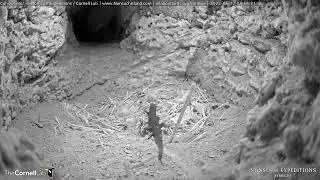 Bermuda Skink Poses For A Moment Before Heading Out | #CahowCam | May 12, 2023