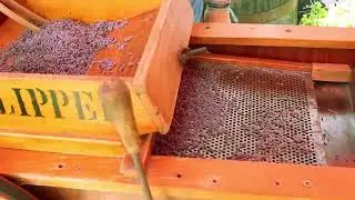 The Clipper: Cleaning Lavender For Culinary Use