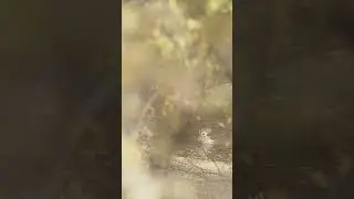 Fighting bucks take a swim in the creek