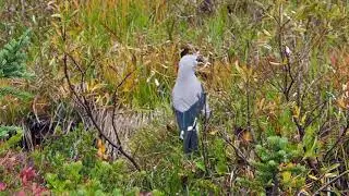 Clark's Nutcracker calling and finding food