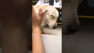 Why are dogs afraid of their owners? #animal #dog #funny