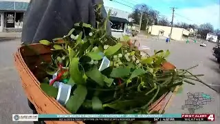 Missouri farmer keeps mistletoe tradition alive with local harvest