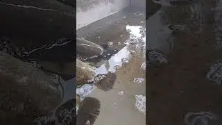 Big size upstream koi fish#fishingvideo#naturefishing #naturalfishinglife #fishcathing #villagelife